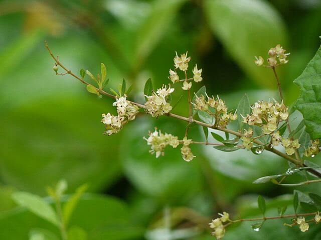 Rastlina Lawsonia inermis z ktorej nasušených listov sa vyrába henna